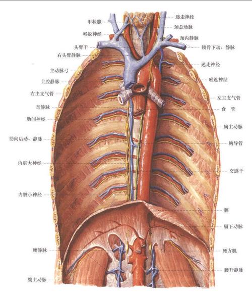 后纵隔 (2)-人体解剖-医学