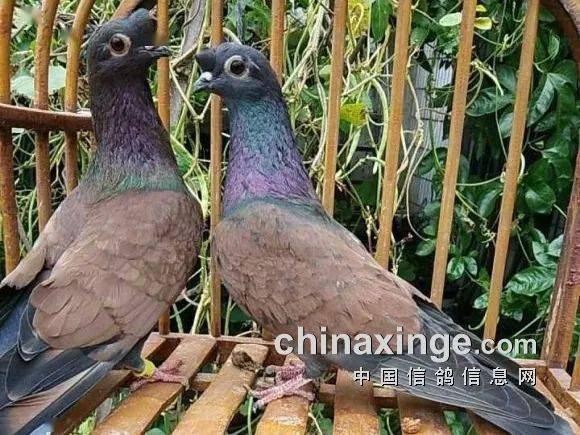 四川眉山铜麻高飞