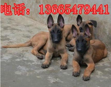 肉狗,狼青犬,格力犬,灵缇犬,惠比特犬,比特犬,马犬,德国牧羊犬,杜高犬