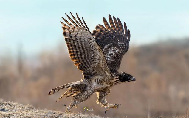 自然界最威武霸气的鹰的种类