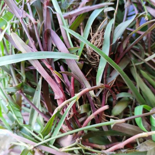 痰火草红茛化核草围夹草250克1000克