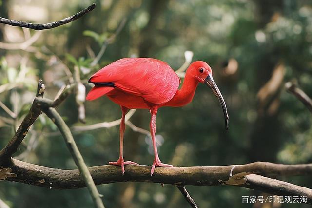 世界十大红色鸟