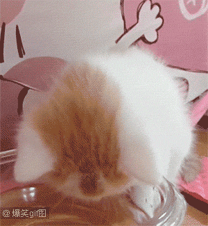 猫猫:喵呜,味道好极了! 额滴心已经被他萌化啦 萌萌小猫咪