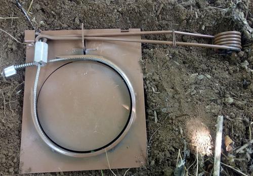 野猪套图片及价格