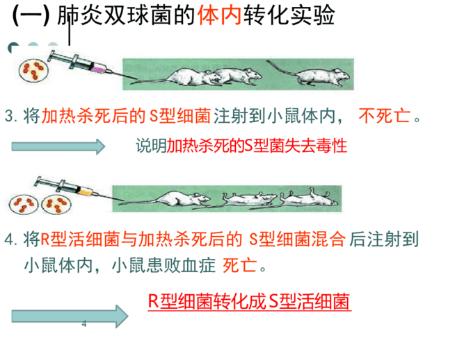 格里菲斯的体内转化实验课件