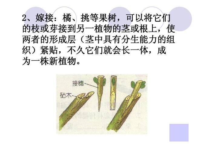 果树,可以将它们 的枝或芽接到另一植物的茎或根上,使 两者的形成层
