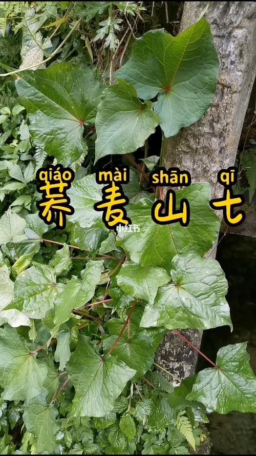 荞麦三七_养生_食疗_医疗健康_养生食疗