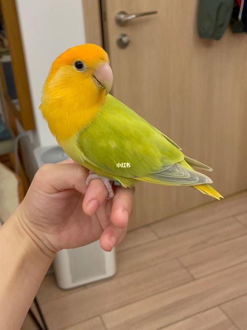 精品金头澳闪_鹦鹉_牡丹_手养牡丹鹦鹉_宠物_宠物其他