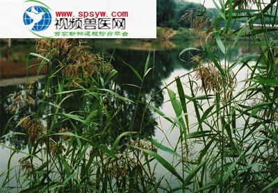中兽医 中兽医药物 >浏览医文   名称:芦苇  类别:清热药   拼音:lú
