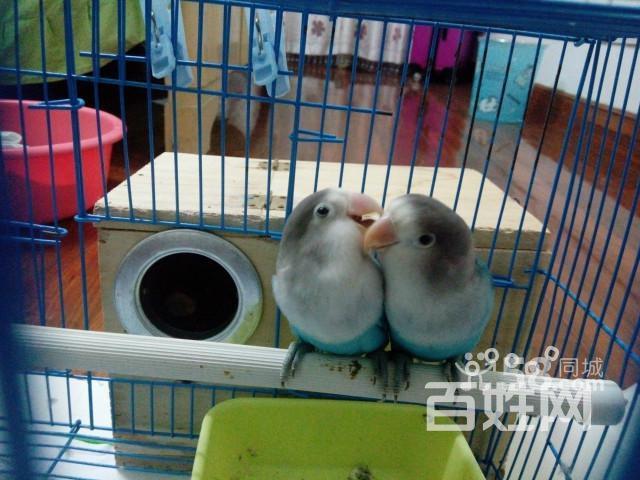 低价转让普兰灰头白面鹦鹉两只