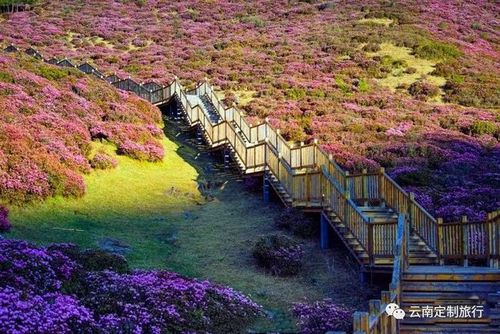 昆明禄劝马鹿塘花海一日游开始报名啦!(附最新花讯实拍)