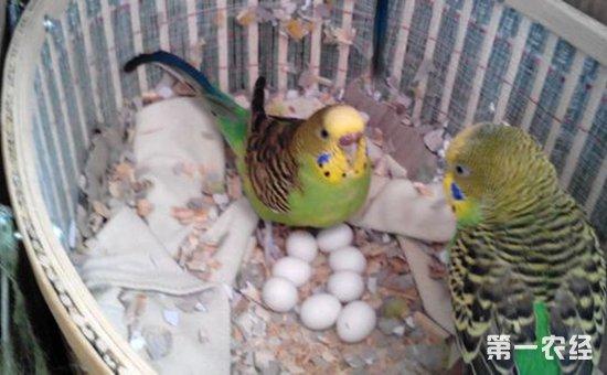 虎皮鹦鹉繁殖季节是什么时候虎皮鹦鹉繁殖的前兆有哪些