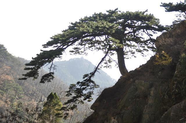 民间故事泰山传说之三泰山迎客松