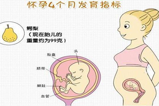 怀孕4个月胎儿很可爱,胎儿在什么位置胎动最多?孕妇都