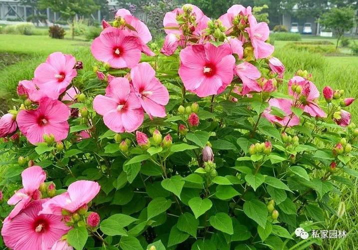 南京私家花园常用植物之草本花卉