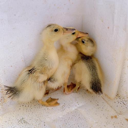 2020暑假记录之~小鸭子成长记