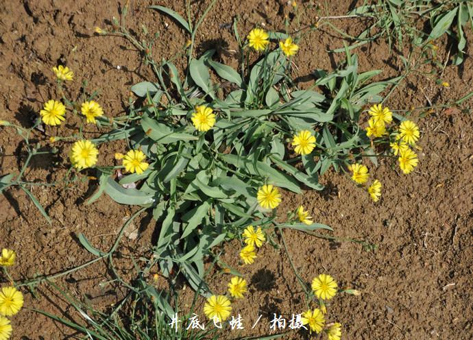 中华小苦荬(菊科小苦荬属)