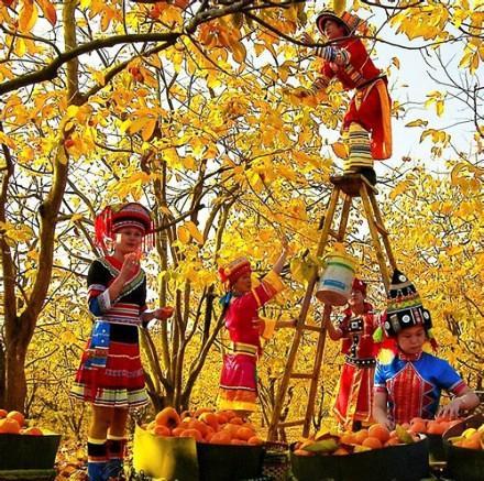 第十届桂林恭城月柿节10月下旬举行