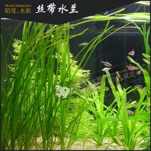 [陌度水族]丝带水兰 后景北美大水兰高缸深缸装饰真鱼缸造景水草