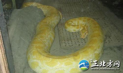 杭州惊现死亡黄金蟒 盘点全球怪异宠物(组图)
