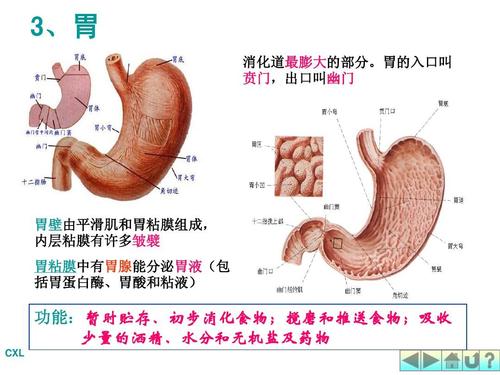 贲门,出口叫幽门 胃壁由平滑肌和胃粘膜组成, 内层粘膜有许多皱襞 胃