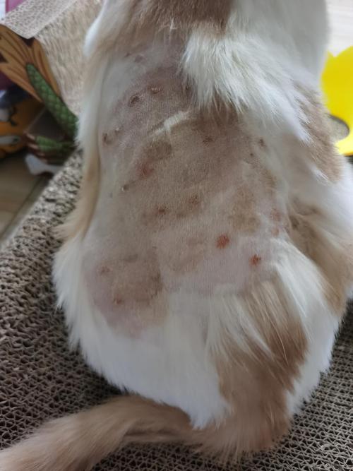 猫咪皮肤病3个月反复,要做过敏源筛查吗