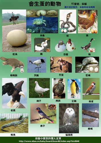 会生蛋的动物