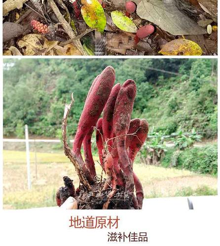 野生回春草 不老草 草苁蓉 顶天柱 正宗回春草肉苁蓉锁阳 回春草100克