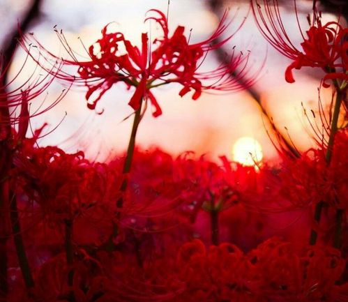 晨曦·彼岸花·血