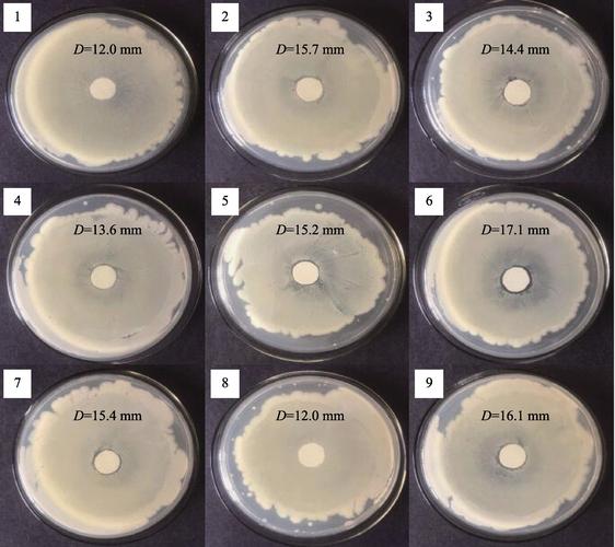 图5 纳米zno抗菌纸抑菌圈效果图
