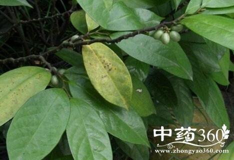 黑皮根