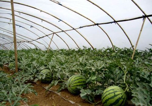 冬季大棚西瓜种植技术