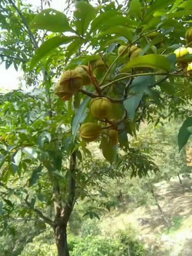 山核桃的主产地,浙江省临安市两昌地区(昌化,昌北),我的家乡,我的自豪