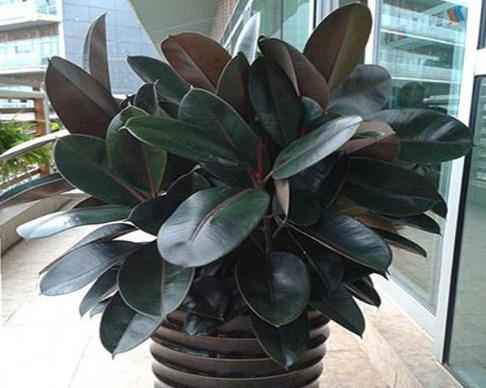 橡皮树不长个,明白"1点",少走弯路,蹭蹭冒新叶