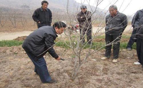 石榴修剪 - 热门商品专区