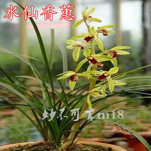 兰花苗带花苞浓香春兰蕙兰连体四季兰草室内绿植花卉盆栽矮种兰
