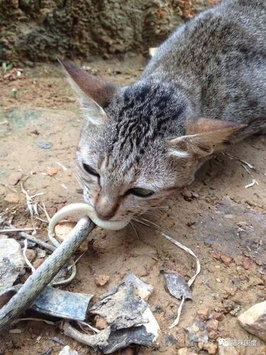 猫咪抓到一条蛇,被另一只猫看到后