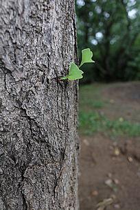 银杏树干与银杏树叶