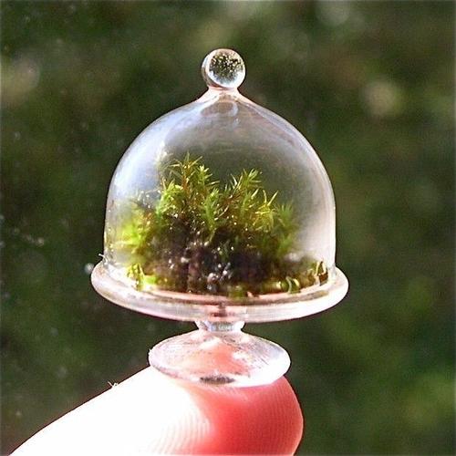 diy生态系统