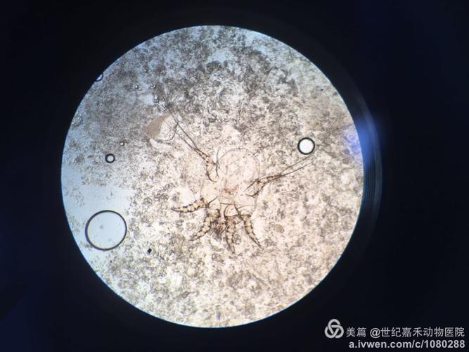 其它 世纪嘉禾 写美篇 下图为用显微镜检测到的宠物皮肤中的疥螨