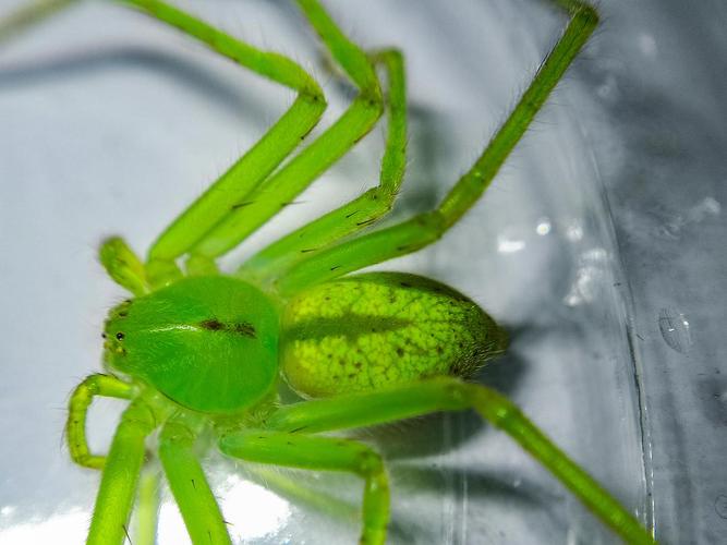 绿蜘蛛.透明透明的