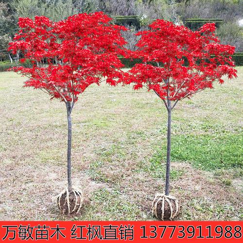 红枫树苗四季红庭院美国红枫日本红舞姬盆栽北方耐寒植物绿化苗