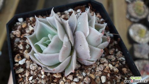 蓝丝绒 多肉植物