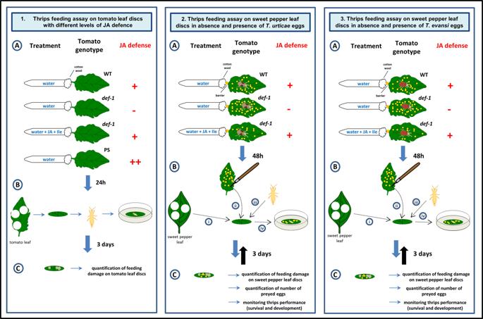 food decisions of an omnivorous thrips are independent from the