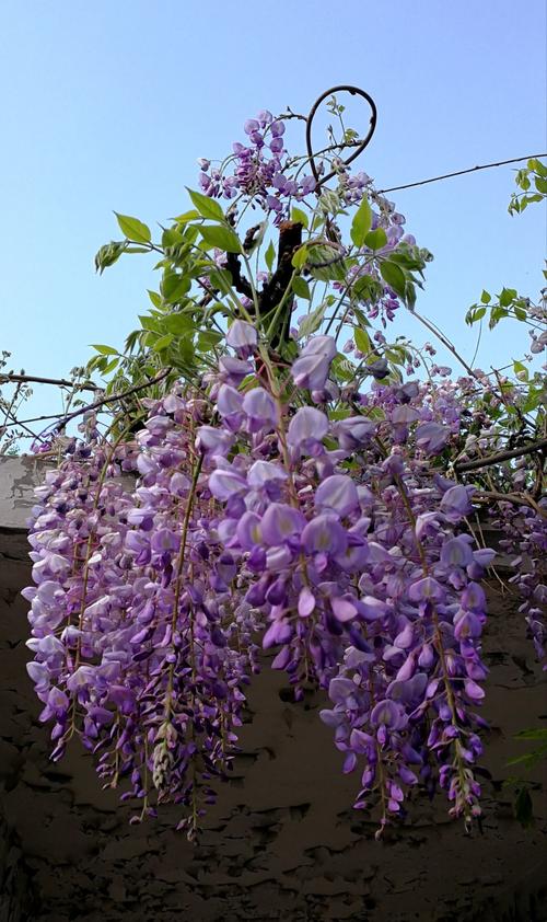 属豆科,紫藤属,一种落叶攀援缠绕性大藤本植物,春季开花,青紫色蝶形