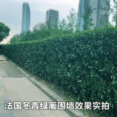 北海道黄杨冬青苗树苗法国庭院室外篱笆苗植物围墙绿篱大小叶常绿