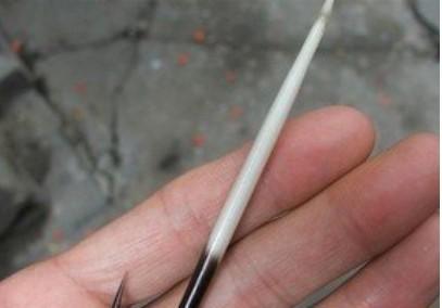 豪猪刺有毒吗