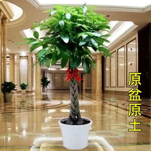 发财树盆栽大客厅绿植室内大型植物发财树大棵吸甲醛