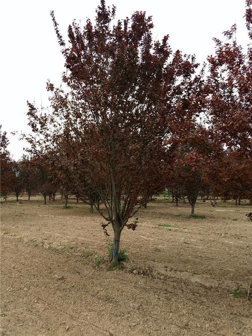 广河13公分红叶李价格基地在哪