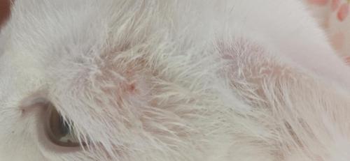 【讨论】猫咪疥螨真菌感染